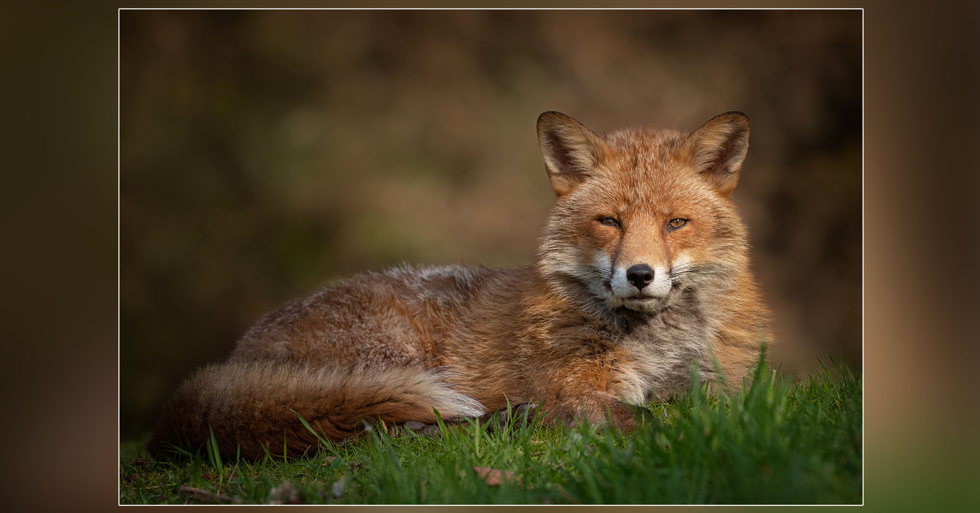 british-wildlife-jayne-bond